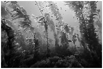 Giant macrocystis kelp anchored on ocean floor, Santa Barbara Island. Channel Islands National Park ( black and white)