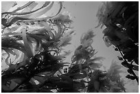 Looking up kelp canopy underwater, Santa Barbara Island. Channel Islands National Park ( black and white)