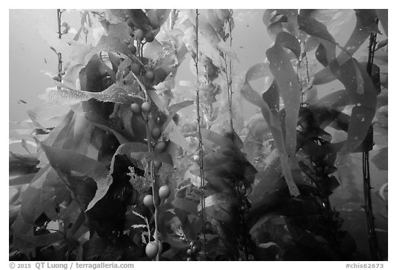 Kelp fronds and pneumatocysts, Santa Barbara Island. Channel Islands National Park (black and white)