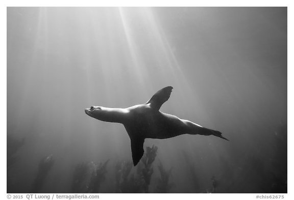 Sea lion underwater with sun rays, Santa Barbara Island. Channel Islands National Park (black and white)