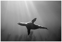 Sea lion underwater with sun rays, Santa Barbara Island. Channel Islands National Park ( black and white)