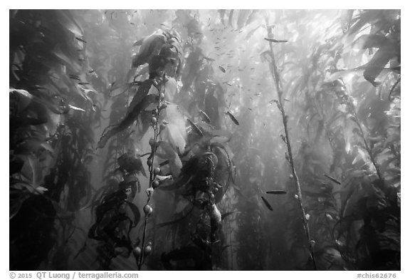 Kelp bed and fish, Santa Barbara Island. Channel Islands National Park (black and white)
