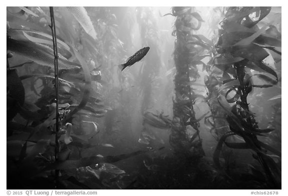 Fish in kelp forest, Santa Barbara Island. Channel Islands National Park (black and white)