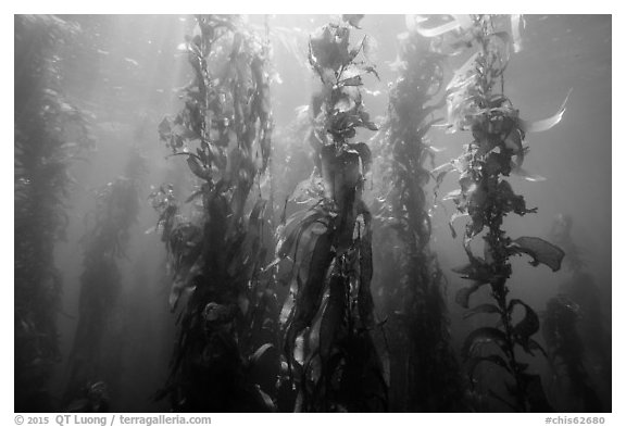Giant kelp, Macrocystis pyrifera, Santa Barbara Island. Channel Islands National Park (black and white)