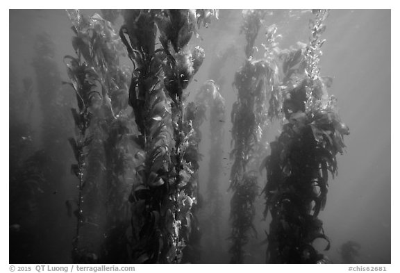 Underwater forest of giant kelp, Santa Barbara Island. Channel Islands National Park (black and white)