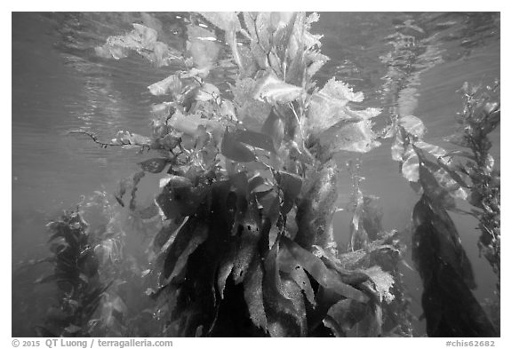 Kelp fronds and reflections, Santa Barbara Island. Channel Islands National Park (black and white)
