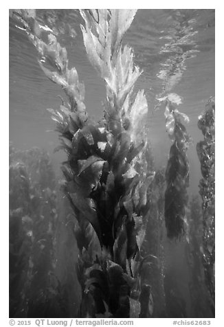 Kelp fronds in shallow water, Santa Barbara Island. Channel Islands National Park (black and white)
