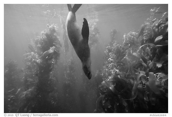 California sea lion diving in kelp forest, Santa Barbara Island. Channel Islands National Park (black and white)