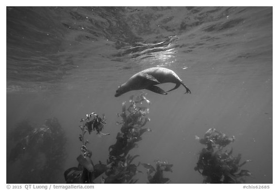 California sea lion under water surface above kelp, Santa Barbara Island. Channel Islands National Park (black and white)