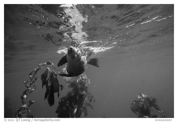 California sea lion swiming sideways, Santa Barbara Island. Channel Islands National Park (black and white)