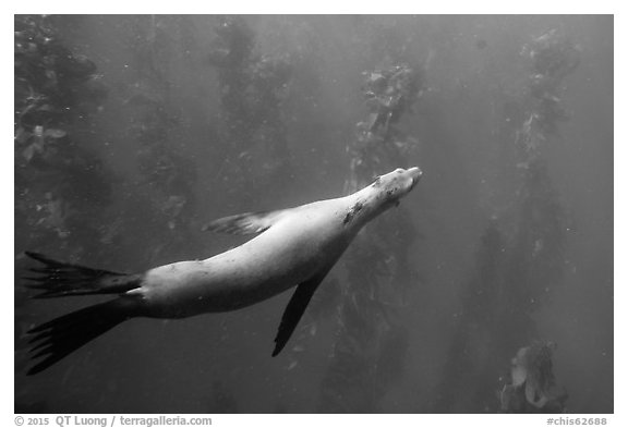 California sea lion and kelp forest underwater, Santa Barbara Island. Channel Islands National Park (black and white)