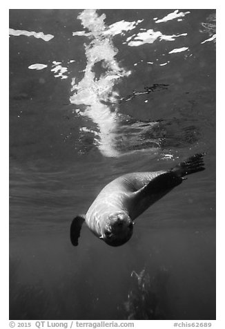 Sea lion swimming upside down with surface reflection, Santa Barbara Island. Channel Islands National Park (black and white)