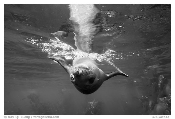 Sea lion swimming upside down, Santa Barbara Island. Channel Islands National Park (black and white)