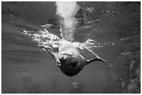 Sea lion swimming upside down, Santa Barbara Island. Channel Islands National Park ( black and white)