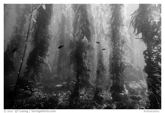 Giant kelp forest, Santa Barbara Island. Channel Islands National Park (black and white)