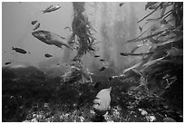 Garibaldi, ocean floor, and kelp, Santa Barbara Island. Channel Islands National Park ( black and white)