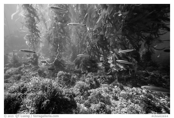 Ocean floor, fish, and kelp forest, Santa Barbara Island. Channel Islands National Park (black and white)