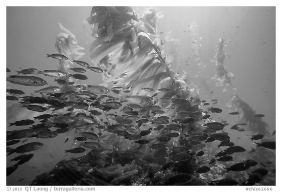 School of fish in kelp forest, Santa Barbara Island. Channel Islands National Park (black and white)