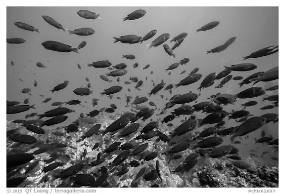 School of fish, Santa Barbara Island. Channel Islands National Park (black and white)
