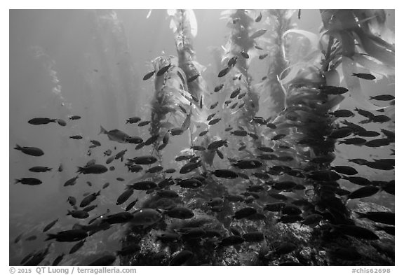 Blackmith schooling in giant kelp, Santa Barbara Island. Channel Islands National Park (black and white)