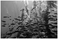 Blackmith schooling in giant kelp, Santa Barbara Island. Channel Islands National Park ( black and white)