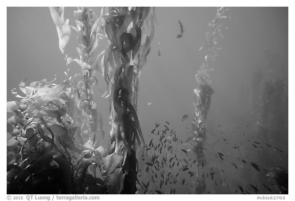 Kelp fronds and school of fish, Santa Barbara Island. Channel Islands National Park (black and white)