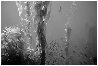 Kelp fronds and school of fish, Santa Barbara Island. Channel Islands National Park ( black and white)