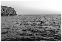 Divers surface at dawn, Santa Barbara Island. Channel Islands National Park ( black and white)