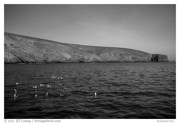 Seabirds and Arch Point, Santa Barbara Island. Channel Islands National Park (black and white)