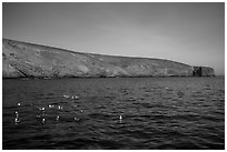 Seabirds and Arch Point, Santa Barbara Island. Channel Islands National Park ( black and white)