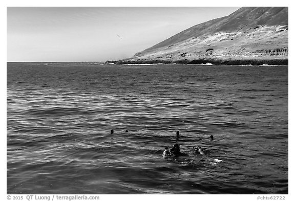 Scuba divers and sea lions on the surface, Santa Barbara Island. Channel Islands National Park (black and white)