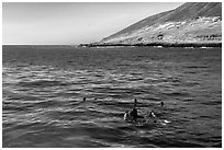 Scuba divers and sea lions on the surface, Santa Barbara Island. Channel Islands National Park ( black and white)