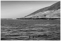Sea lions and Santa Barbara Island. Channel Islands National Park ( black and white)