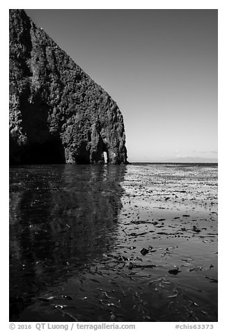 Sea cliff and kelp, Santa Cruz Island. Channel Islands National Park (black and white)