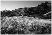 Grasses and former ranch, Scorpion Canyon, Santa Cruz Island. Channel Islands National Park ( black and white)