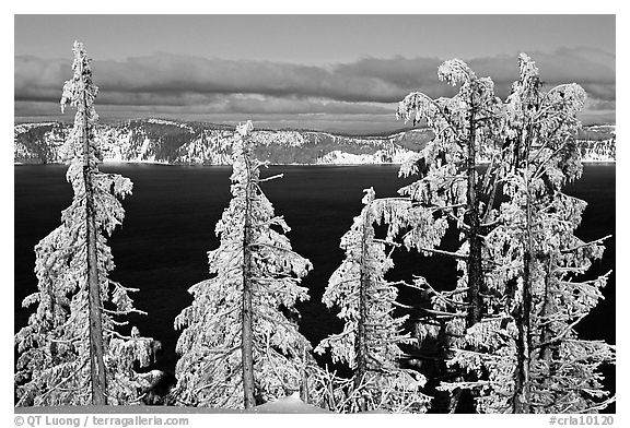 Trees with hoar frost above  Lake. Crater Lake National Park, Oregon, USA.