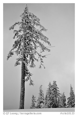 Tall snow-covered pine tree. Crater Lake National Park (black and white)