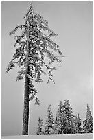 Tall snow-covered pine tree. Crater Lake National Park ( black and white)