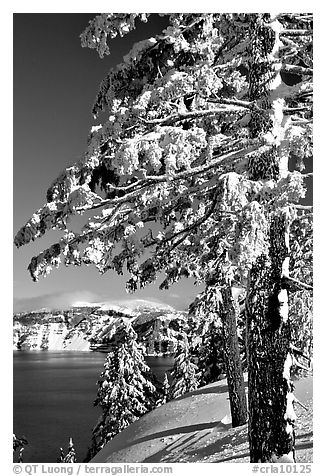 Trees framing  lake in winter. Crater Lake National Park, Oregon, USA.