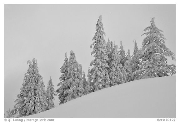 Snow-covered pine trees on a hill. Crater Lake National Park (black and white)