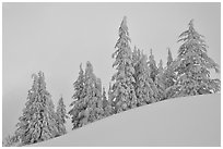 Snow-covered pine trees on a hill. Crater Lake National Park, Oregon, USA. (black and white)