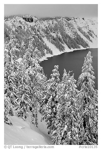 Trees and Lake rim in winter. Crater Lake National Park (black and white)