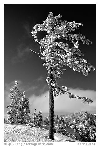 Frost-covered pine tree. Crater Lake National Park (black and white)