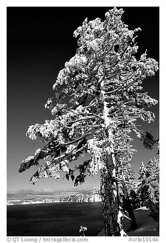 Pine tree with fresh snow on  lake rim. Crater Lake National Park (black and white)