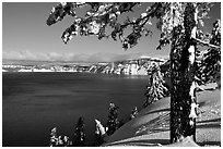 Pine tree with fresh snow on  lake rim. Crater Lake National Park ( black and white)