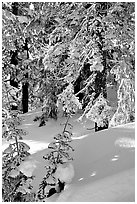 Fresh snow on sunlit branches. Crater Lake National Park, Oregon, USA. (black and white)