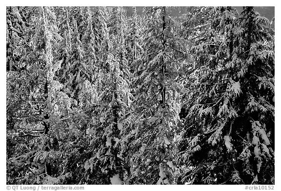 Forest with fresh snow and sunset light. Crater Lake National Park (black and white)