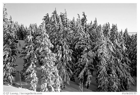 Conifers with fresh snow and sunset light. Crater Lake National Park (black and white)
