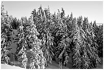 Conifers with fresh snow and sunset light. Crater Lake National Park ( black and white)