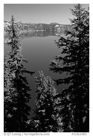 Trees and Lake. Crater Lake National Park (black and white)